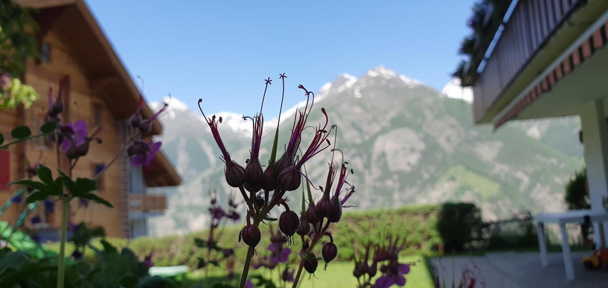 Chalet Schneevogul Grächen Екстериор снимка